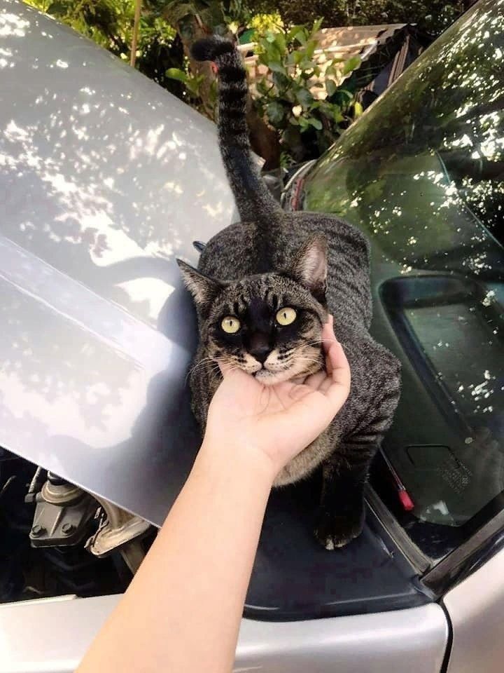 кошк